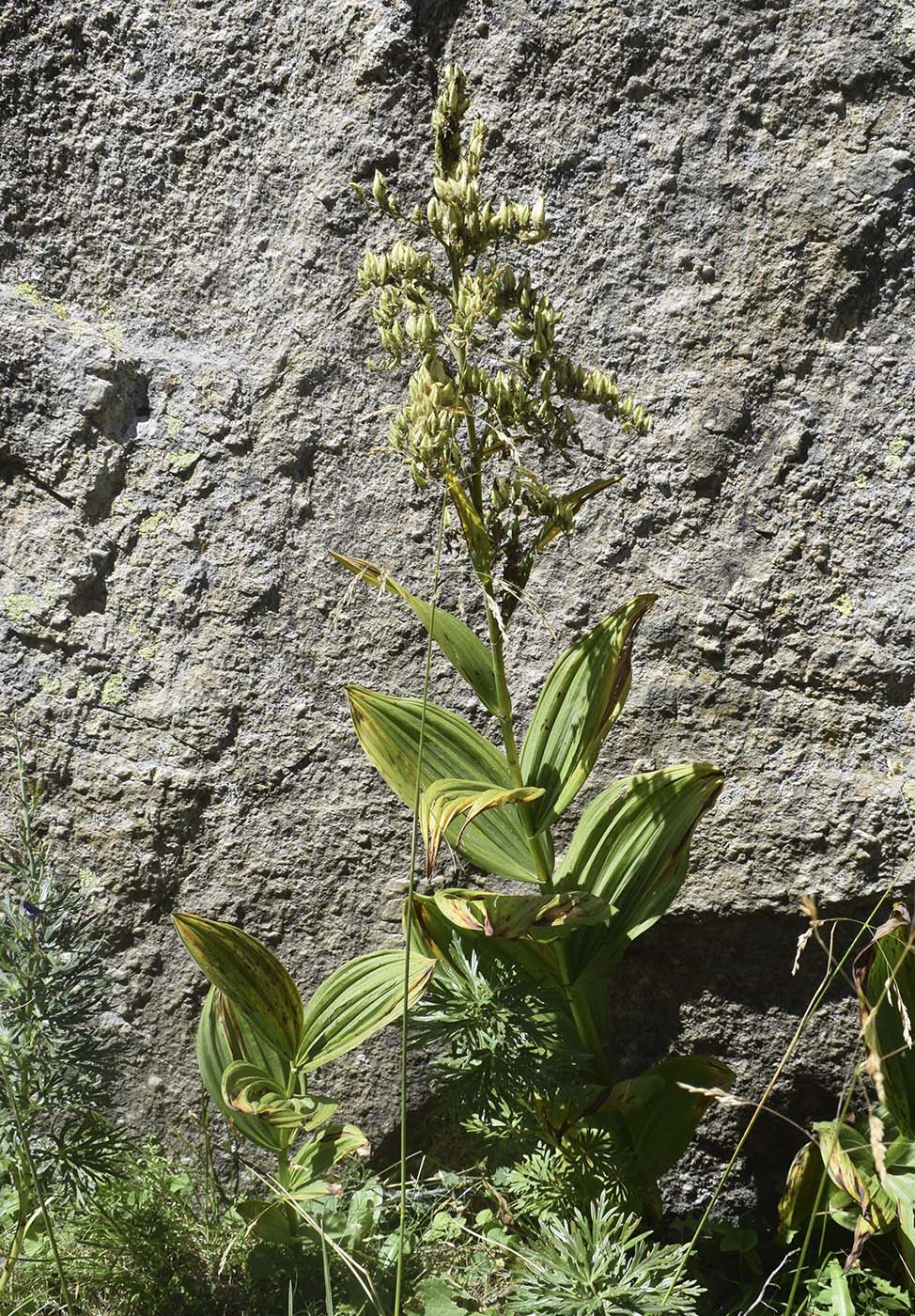 Image of Veratrum album specimen.