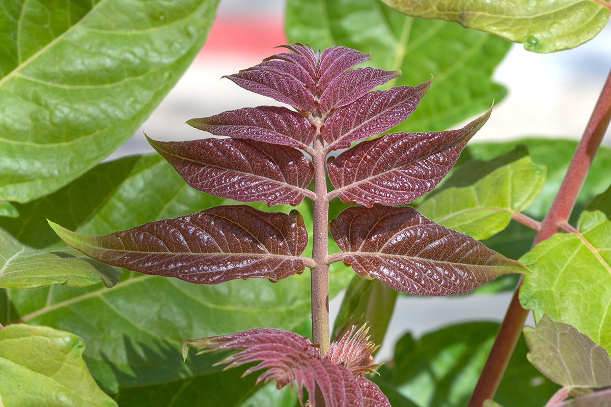 Изображение особи Ailanthus altissima.