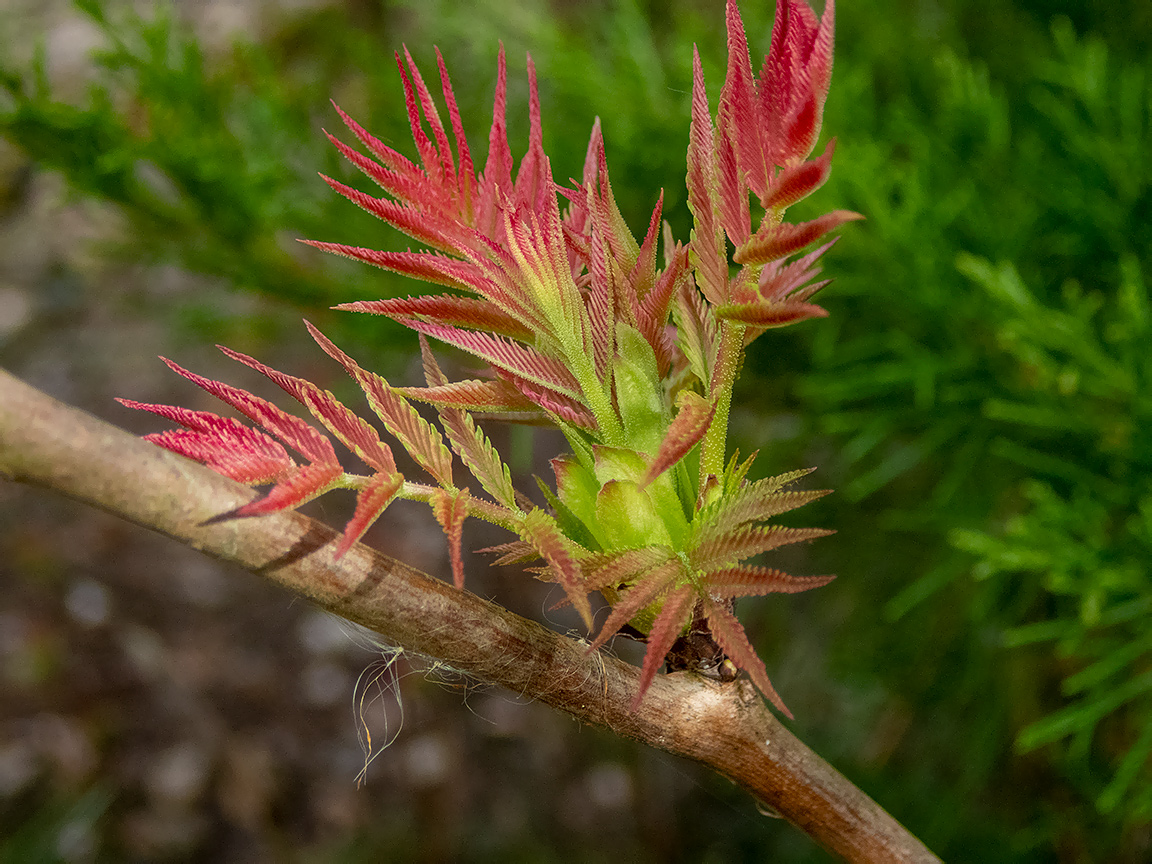 Image of Sorbaria sorbifolia specimen.