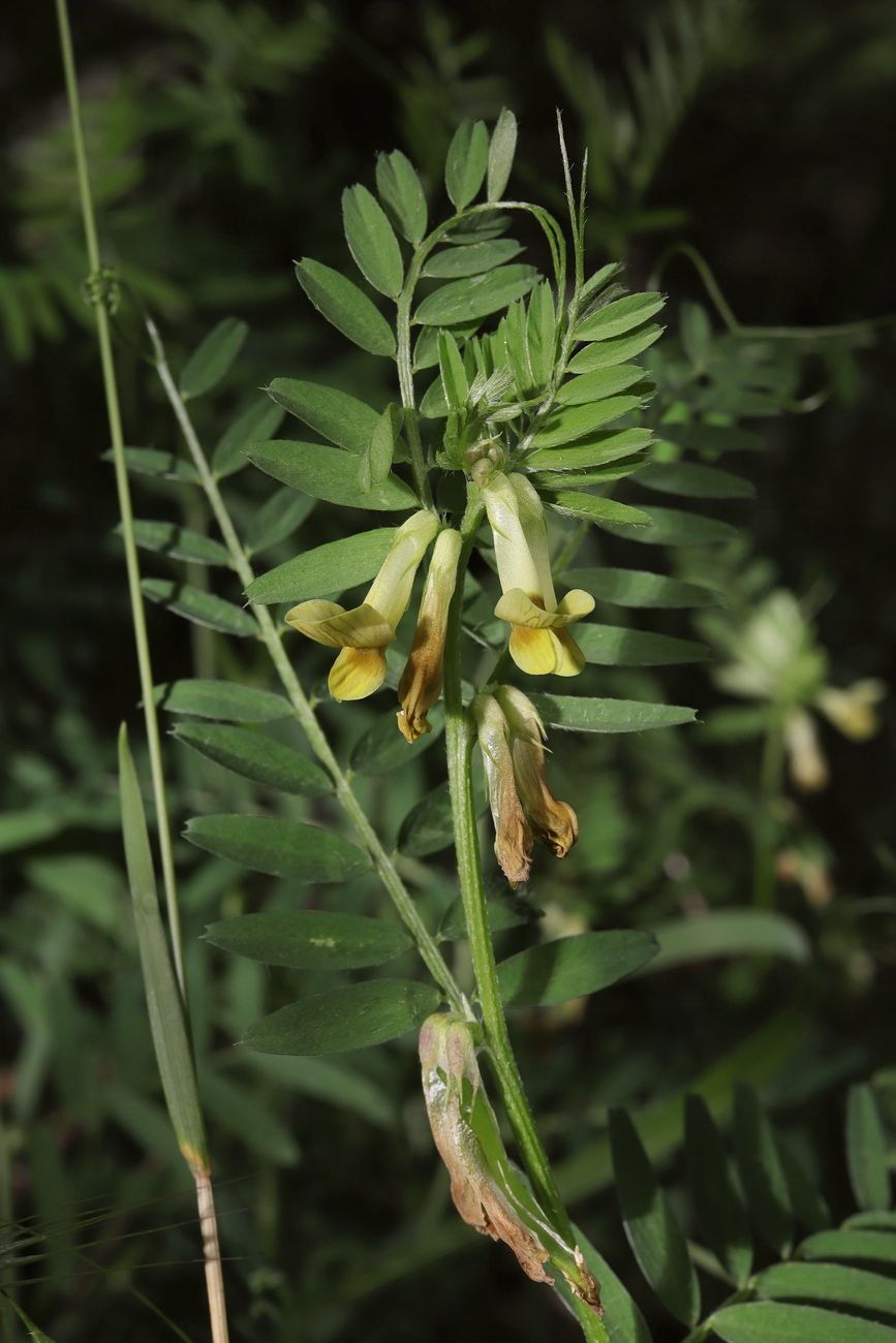 Изображение особи Vicia ciliatula.