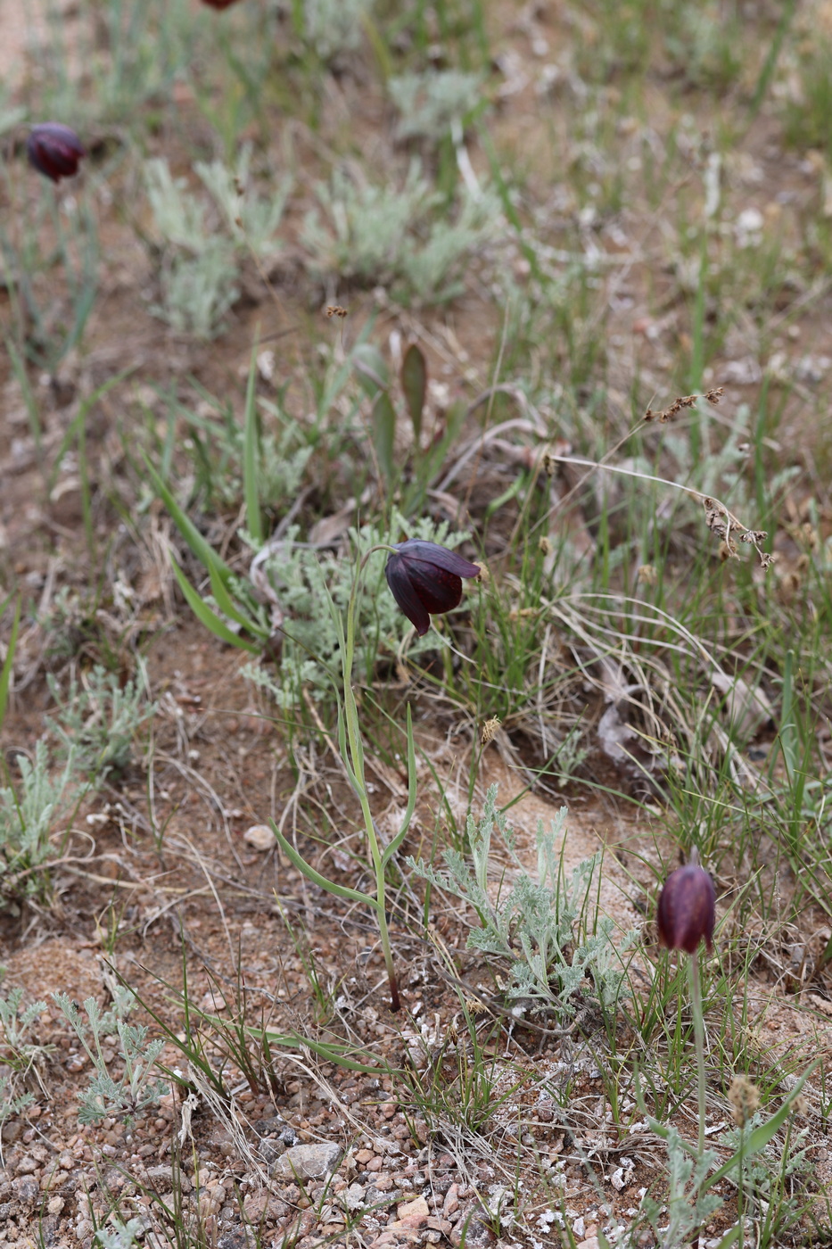 Изображение особи Fritillaria meleagroides.