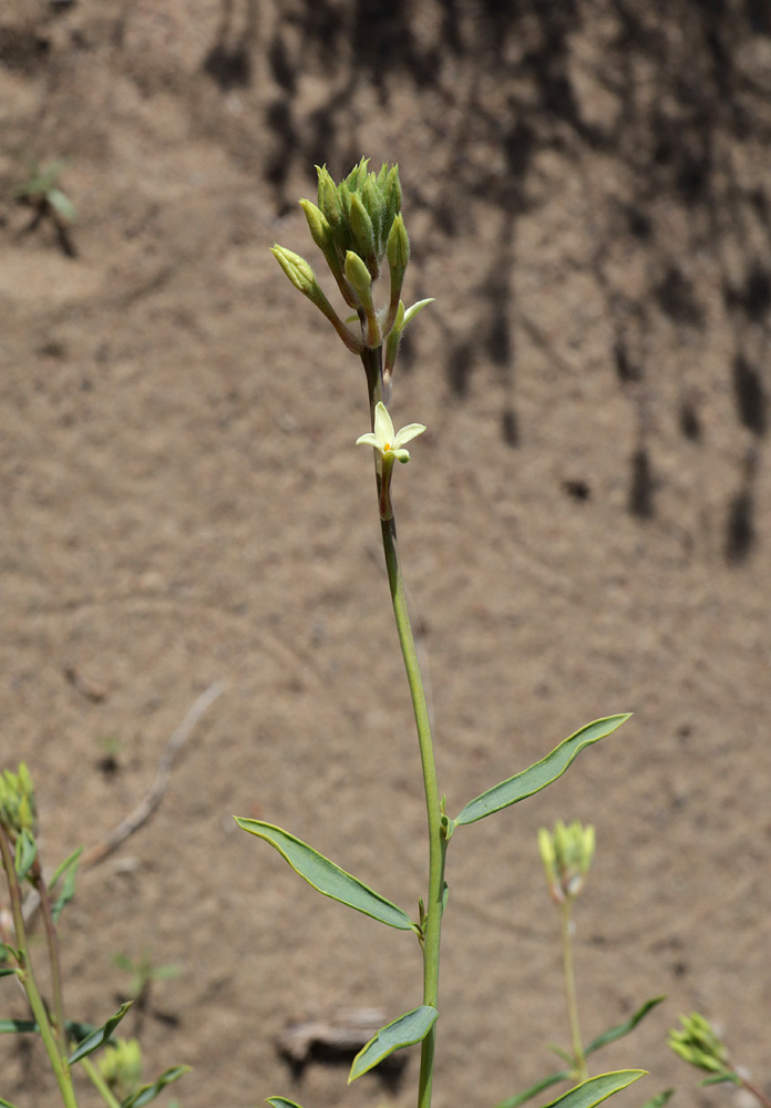 Изображение особи Dendrostellera ammodendron.