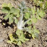 View full-size image Chelidonium majus