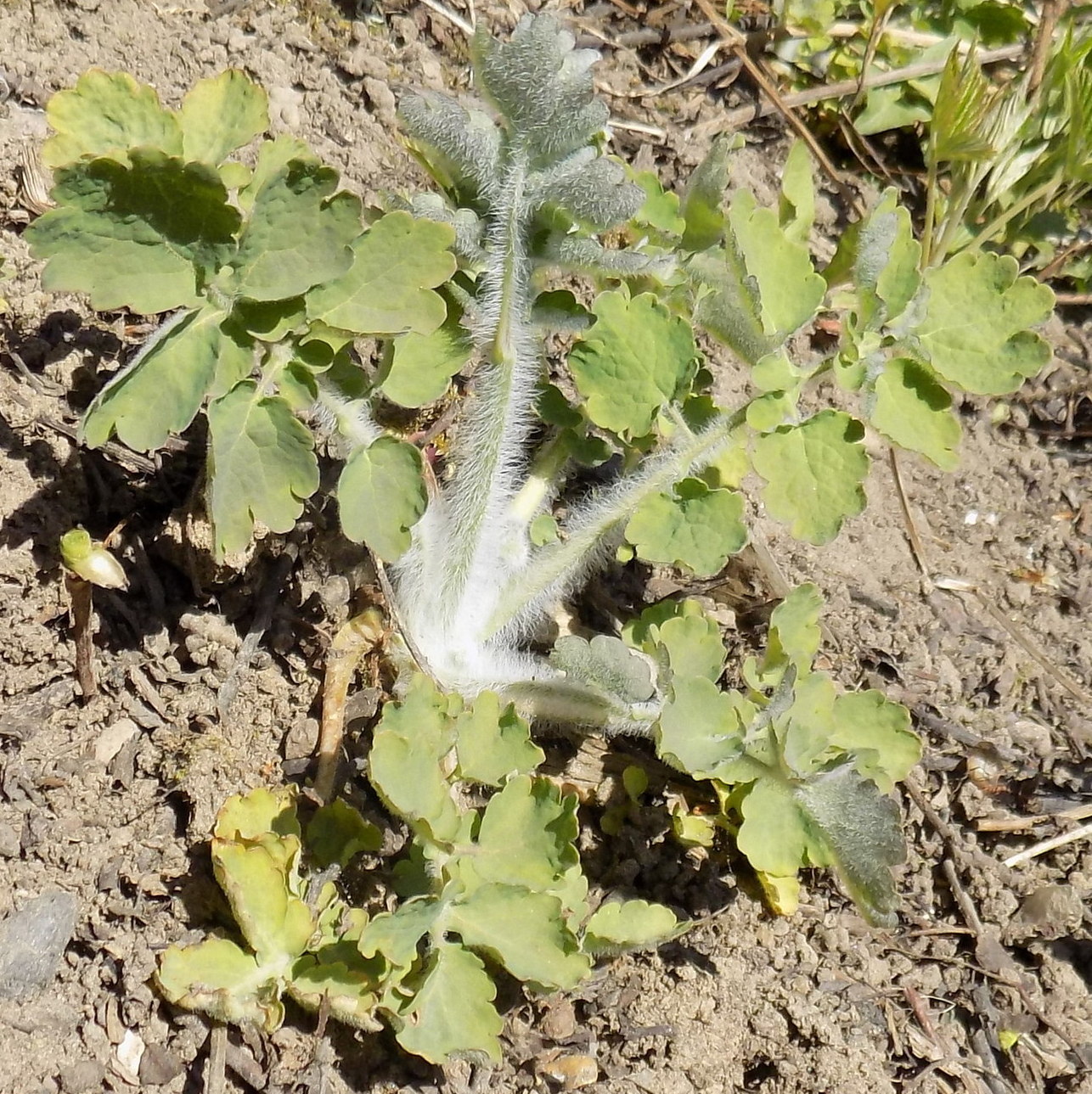 Image of Chelidonium majus specimen.