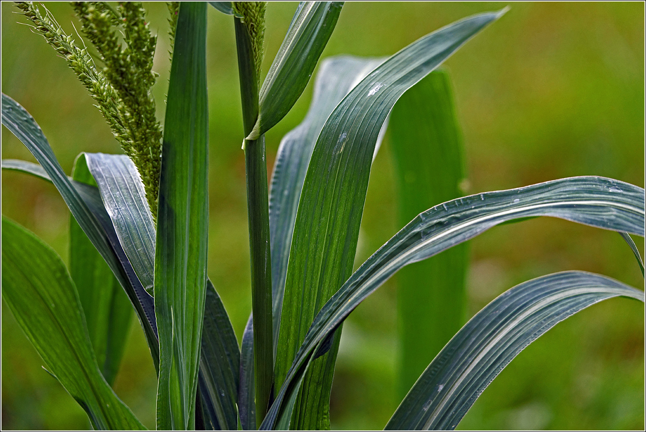 Изображение особи род Echinochloa.