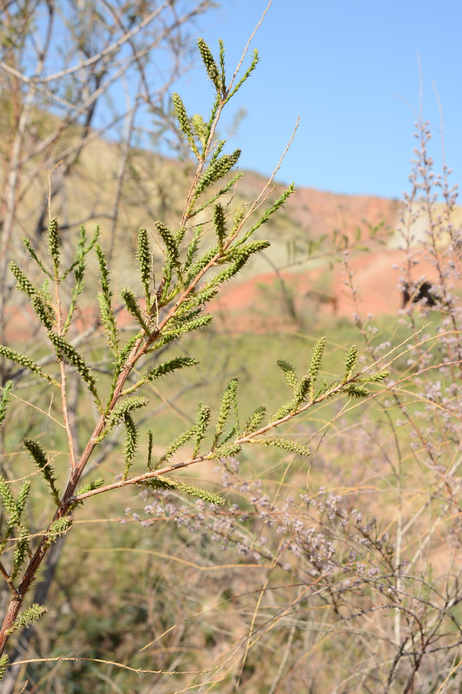 Image of Salix wilhelmsiana specimen.