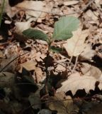 Quercus pubescens. Четырёхлетний подрост. Крым, заповедник \"Мыс Мартьян\", арчово-пушистодубняк. 16.06.2021.