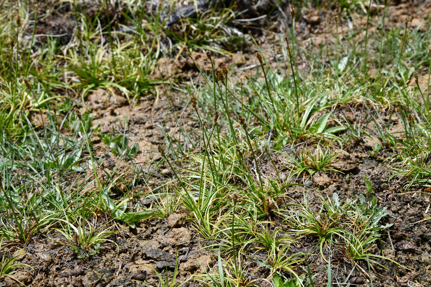 Изображение особи Kobresia stenocarpa.