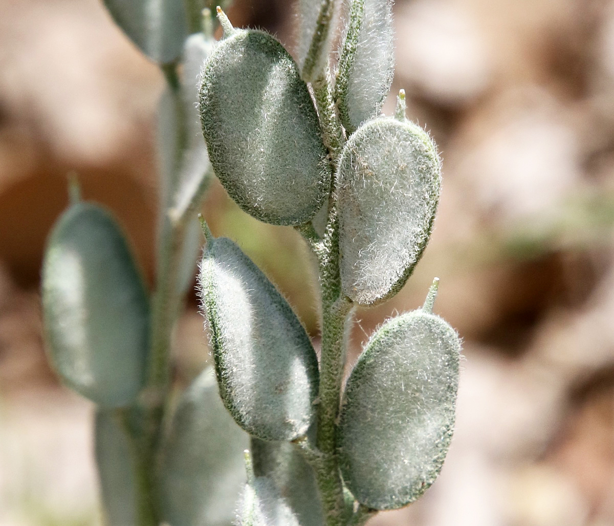 Image of Fibigia eriocarpa specimen.