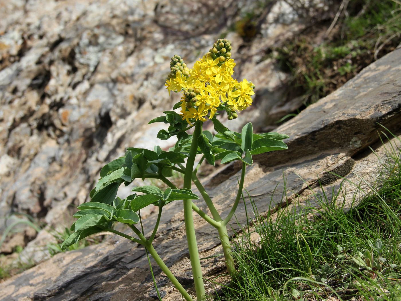 Image of Leontice ewersmanni specimen.