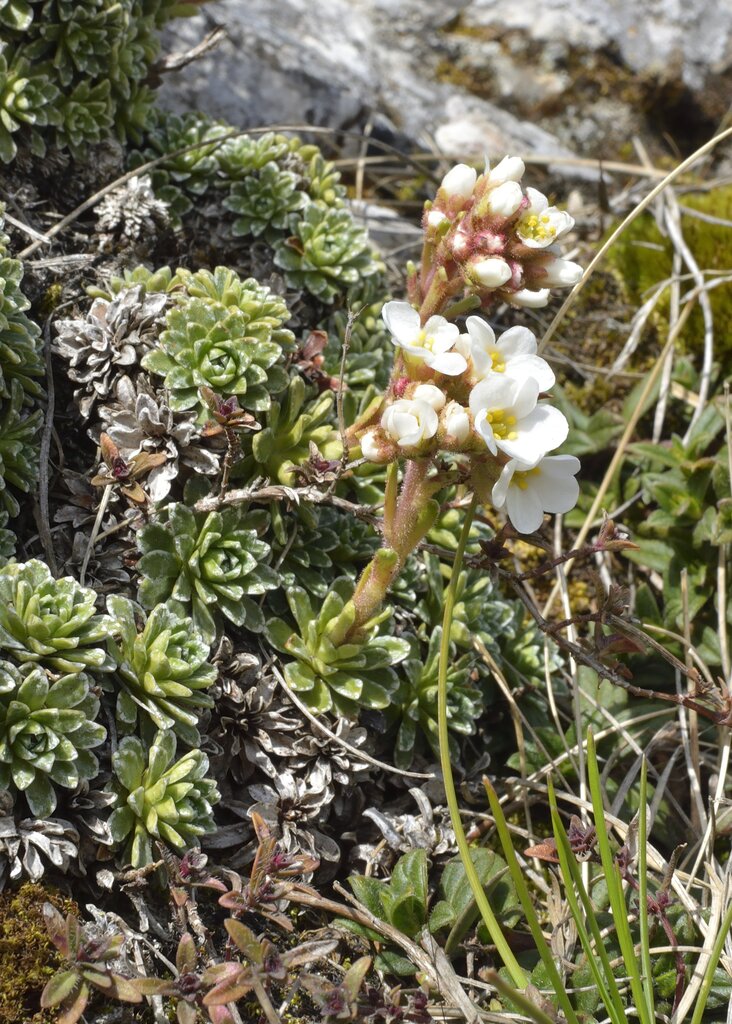 Image of Saxifraga marginata specimen.