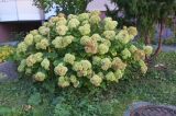 Hydrangea arborescens