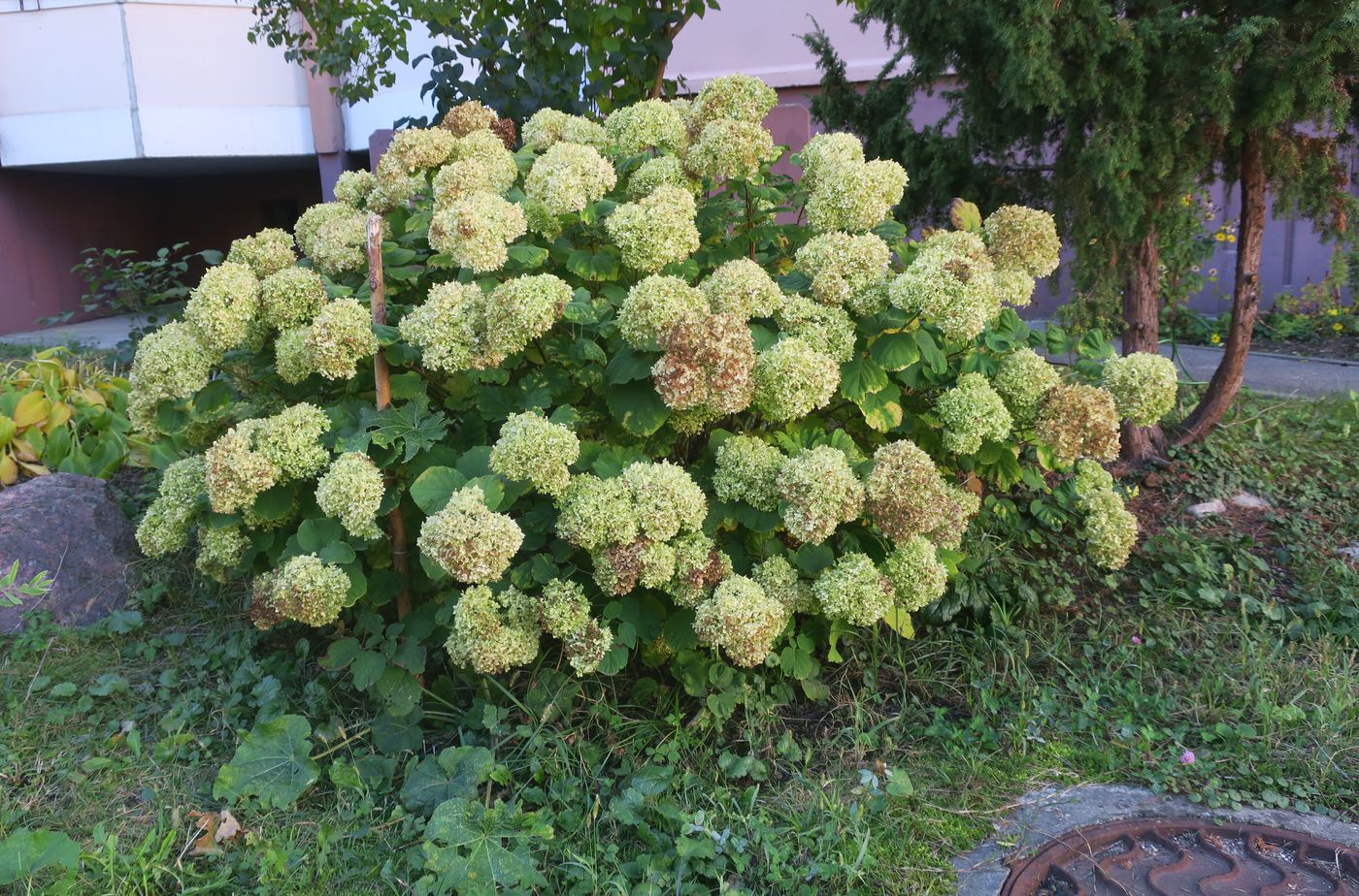 Image of Hydrangea arborescens specimen.