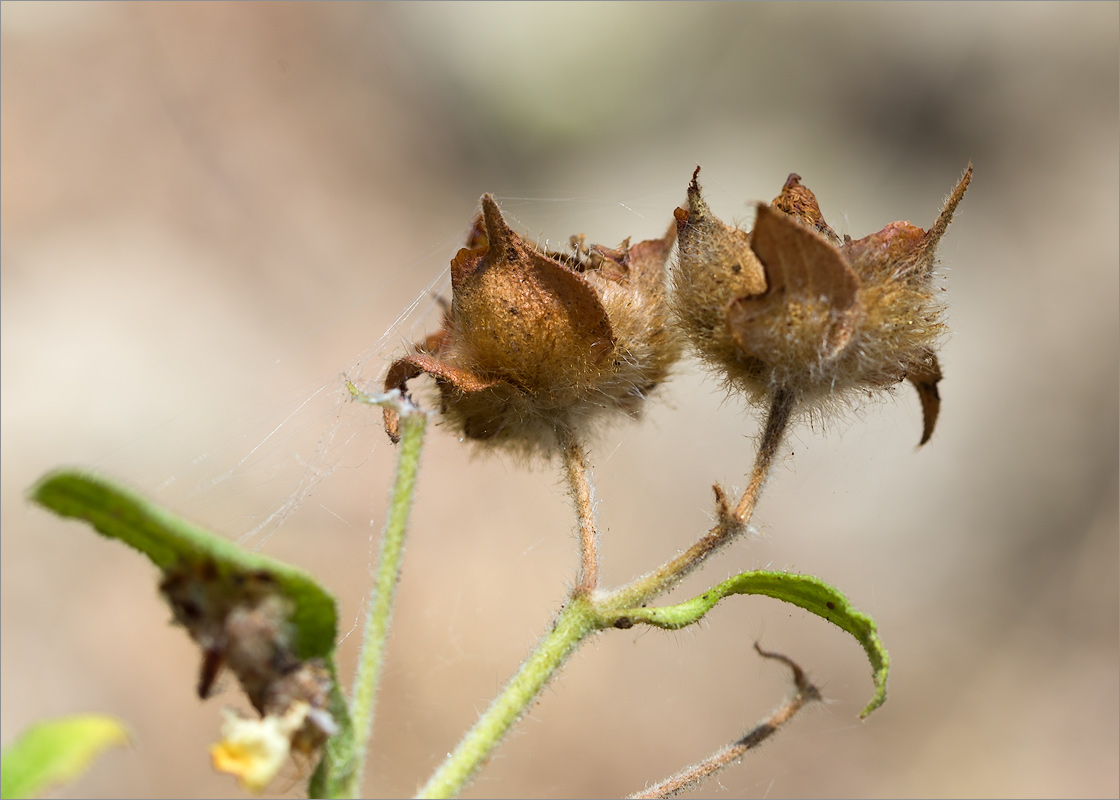 Image of Cistus creticus specimen.