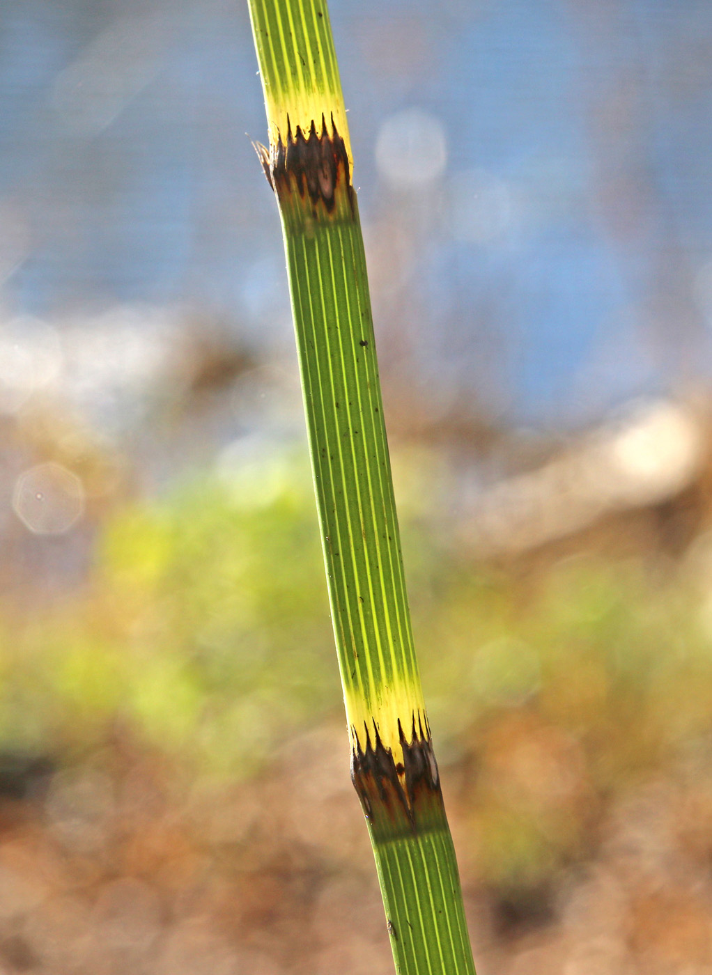 Image of Equisetum fluviatile specimen.