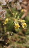 Allium flavum