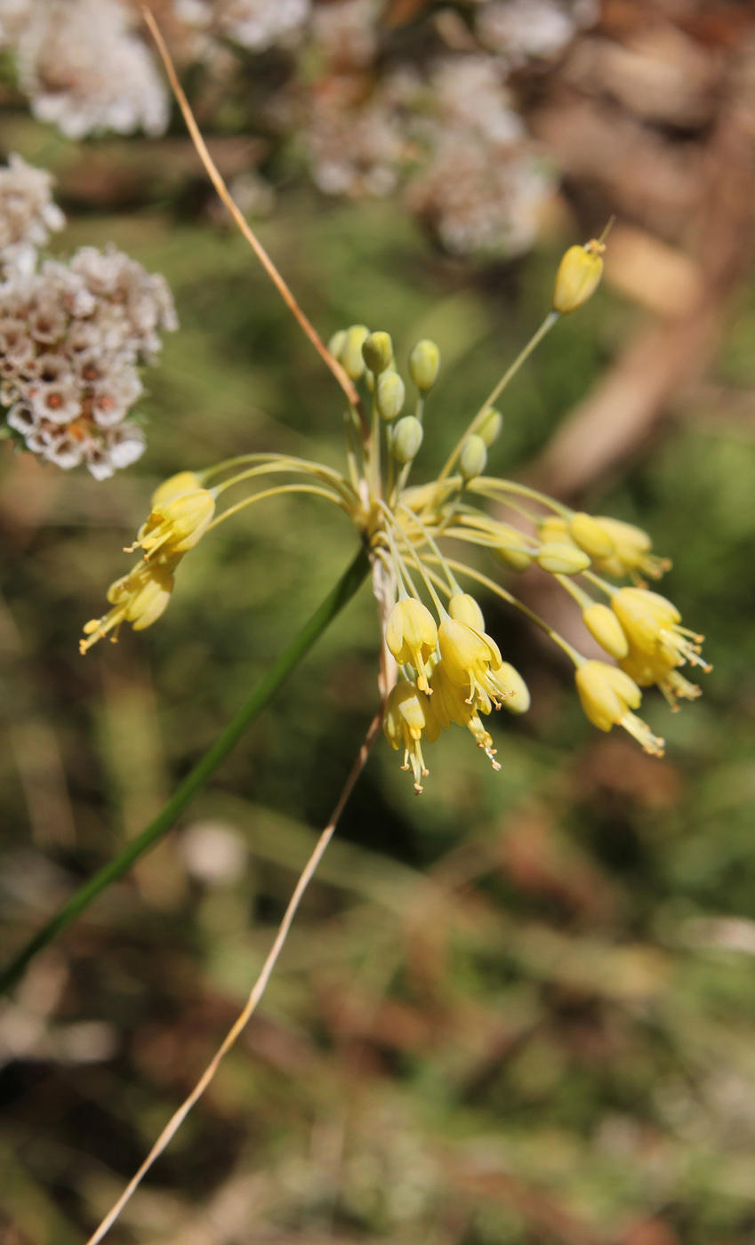 Image of Allium flavum specimen.