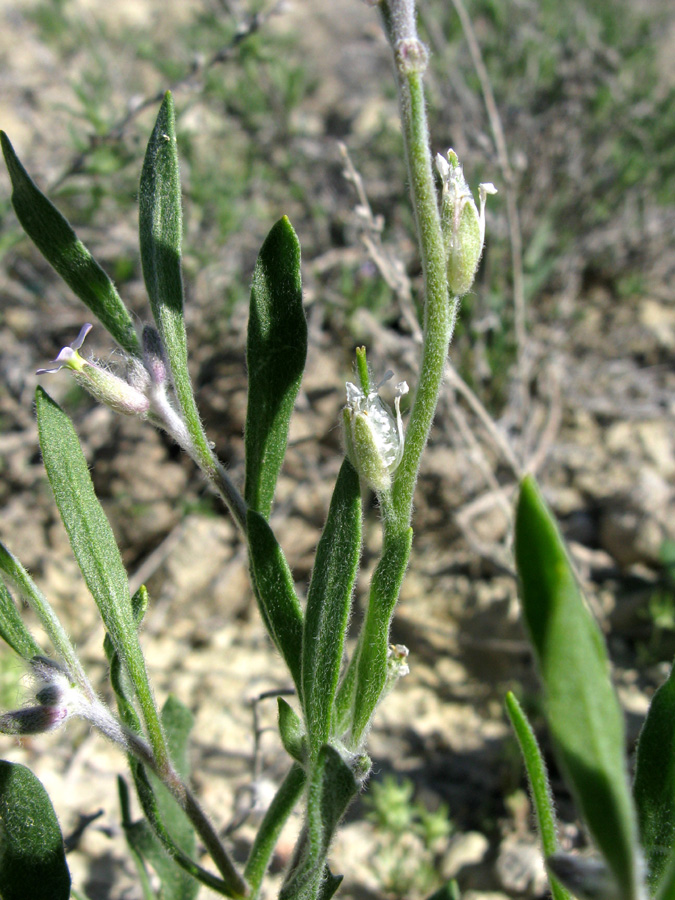 Image of Lachnoloma lehmannii specimen.