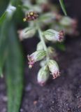 Artemisia vulgaris. Часть соцветия. Липецкая обл., Данковский р-н, окр. дер. Масловка, 1,5 км выше устья р. Паники, правый борт балки, обочина грунтовой дороги. 3 августа 2024 г.