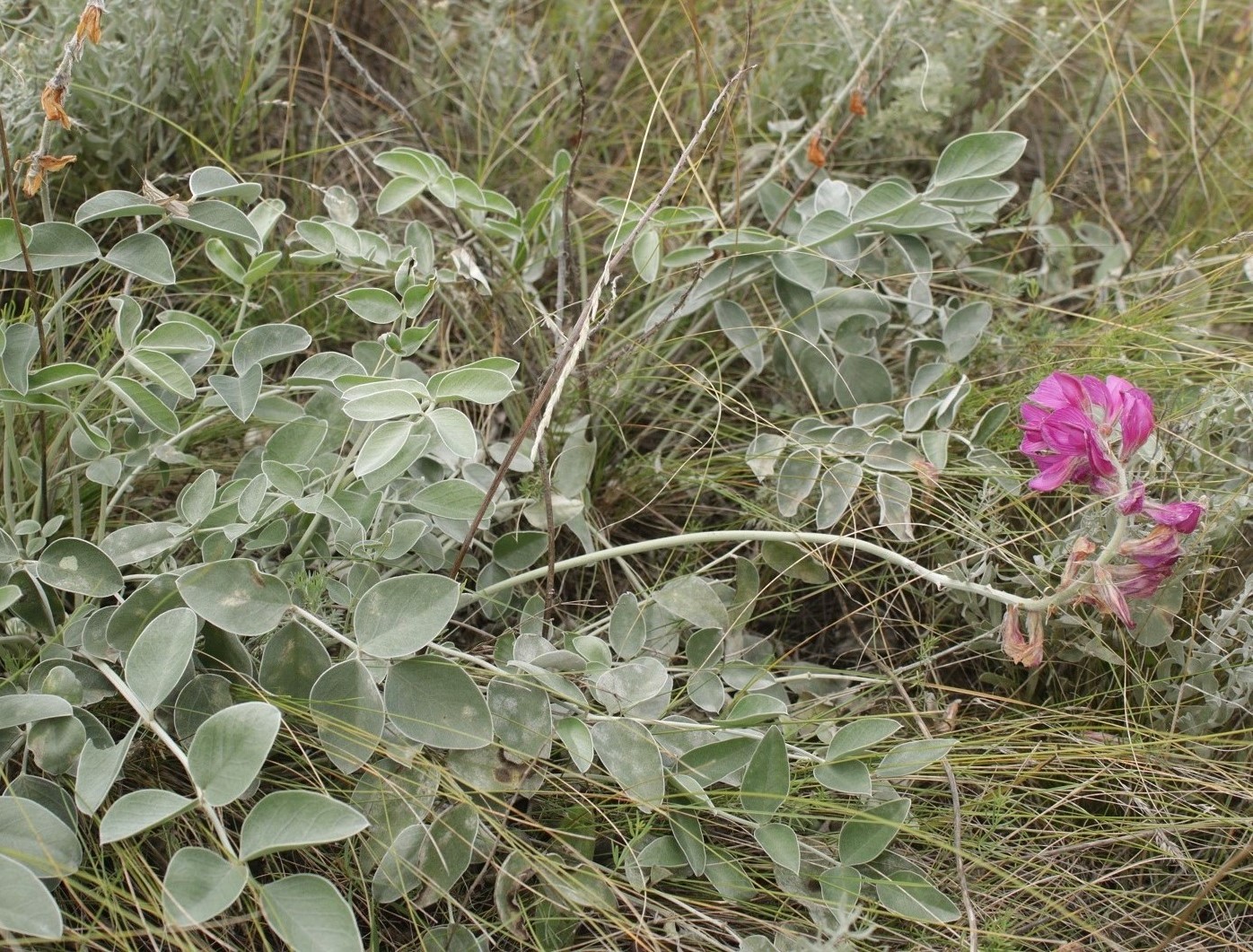 Image of Hedysarum argyrophyllum specimen.