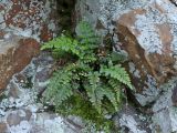 Asplenium billotii. Растения в сообществе с зелёным мхом в трещине скалы. Крым, Южный Берег, гора Аюдаг, восточный склон. 02.01.2025.