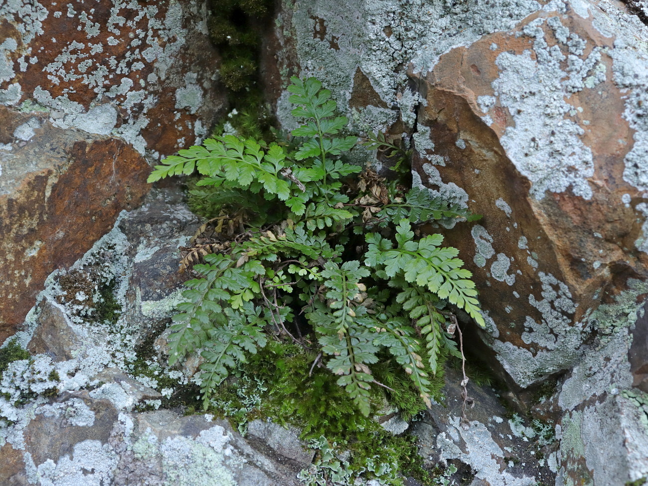 Image of Asplenium billotii specimen.