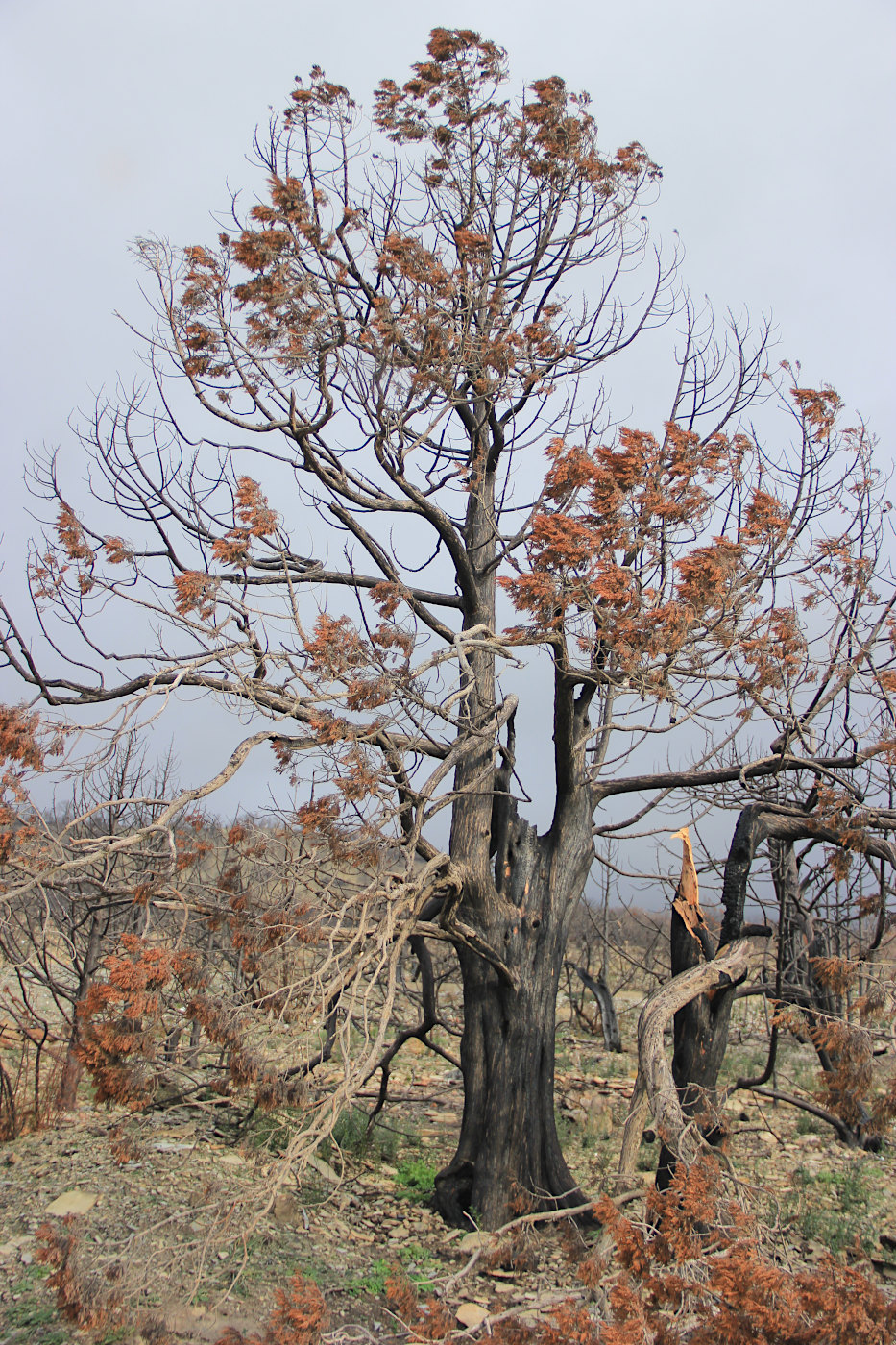 Изображение особи Juniperus excelsa.