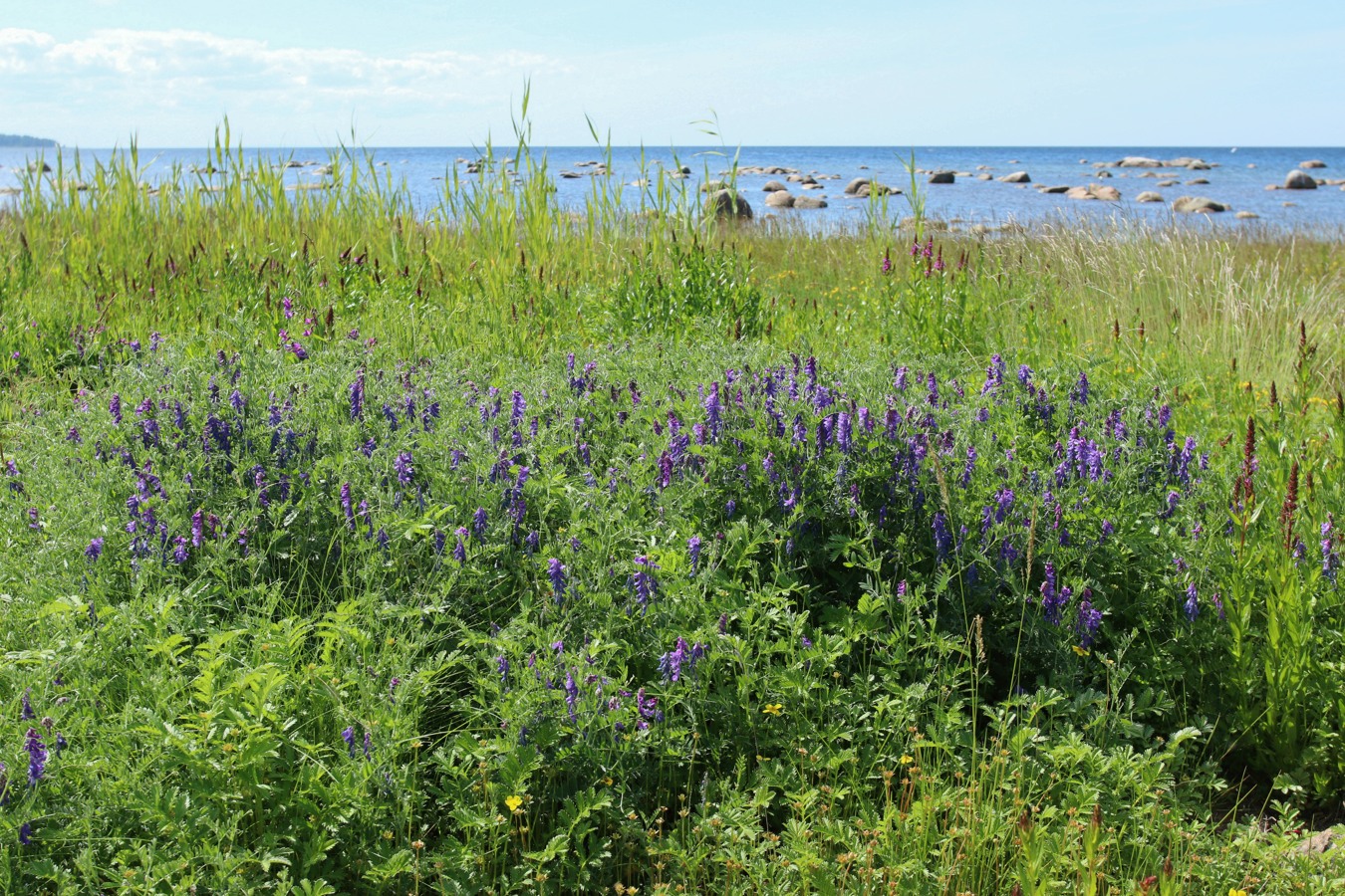 Image of Vicia cracca specimen.