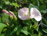 genus Calystegia