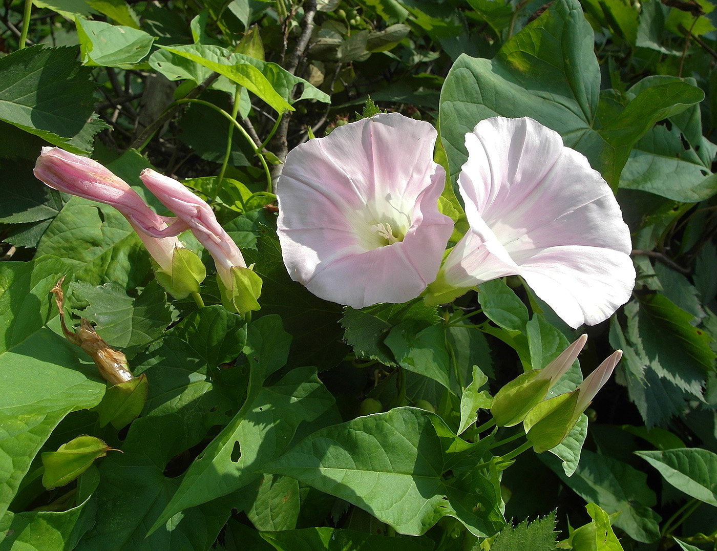 Image of genus Calystegia specimen.