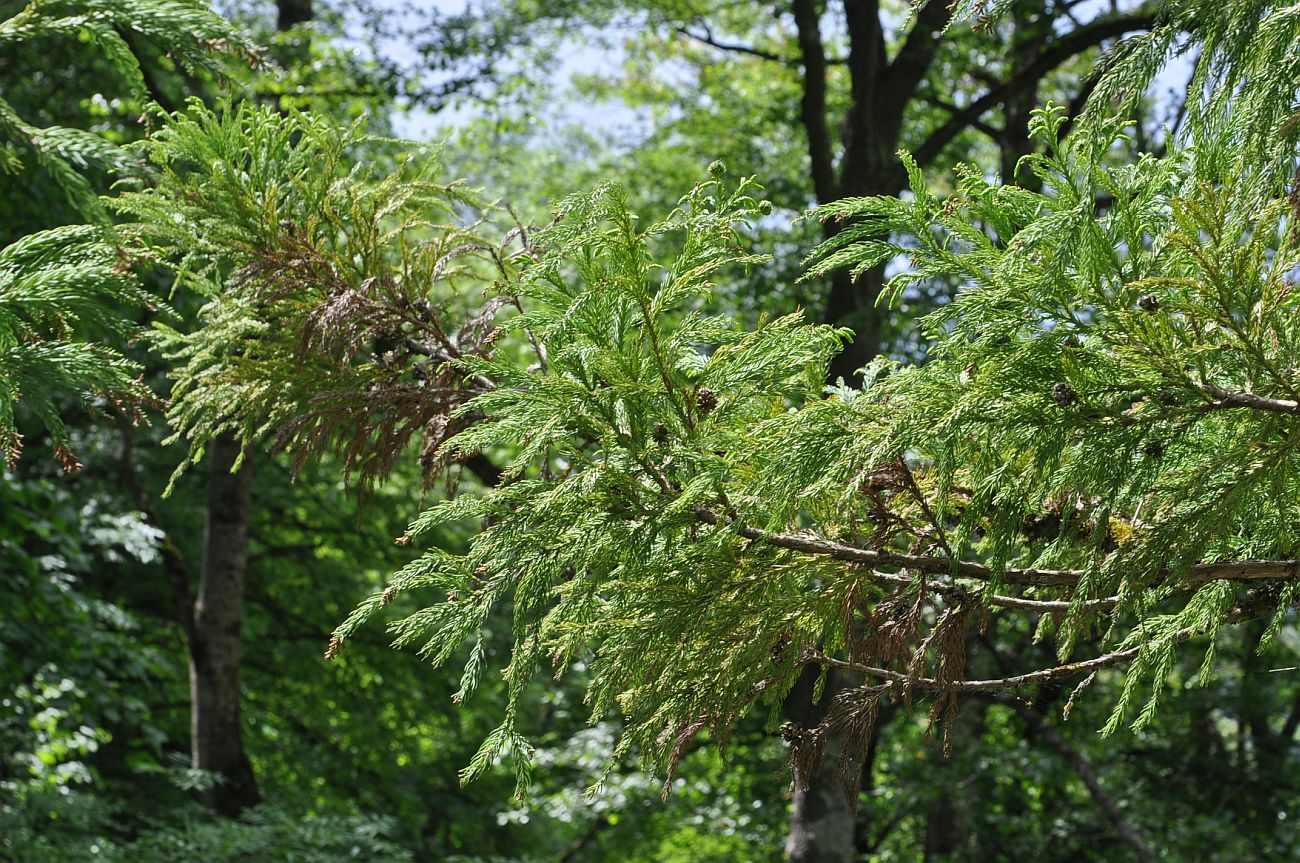 Изображение особи Cryptomeria japonica.