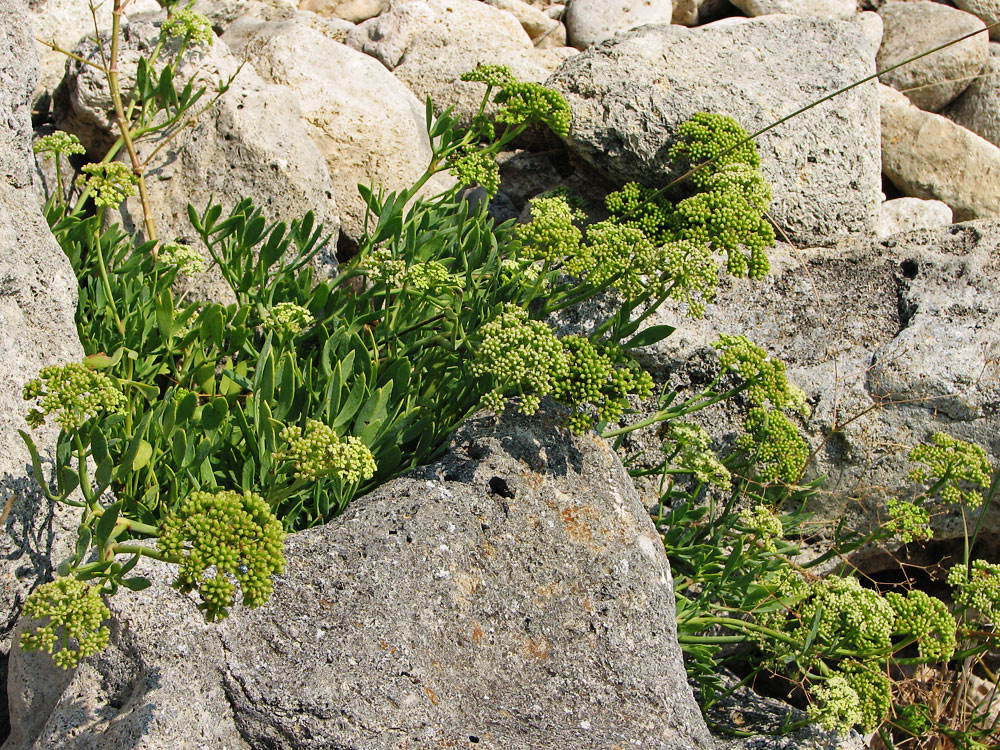 Изображение особи Crithmum maritimum.