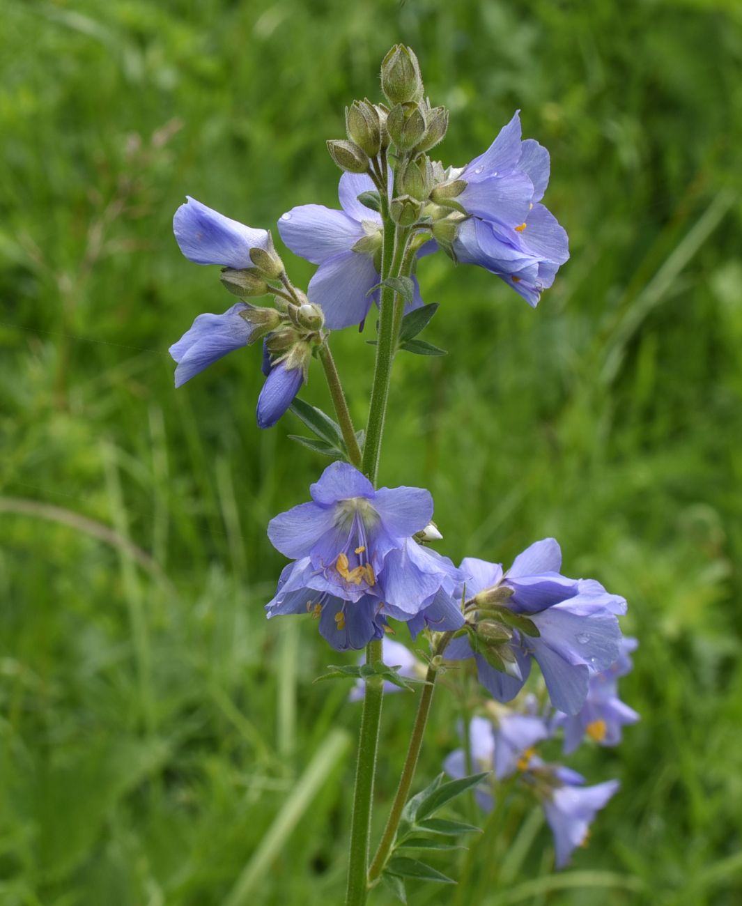 Изображение особи Polemonium caucasicum.