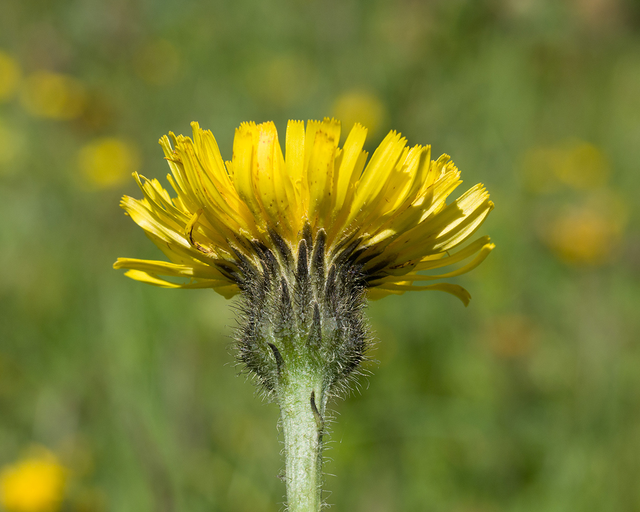 Изображение особи Trommsdorffia maculata.