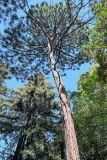 View full-size image Pinus palustris
