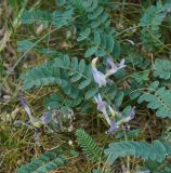 Смотреть изображение Astragalus tibetanus