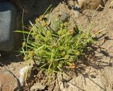 Смотреть изображение Kyllinga kamtschatica