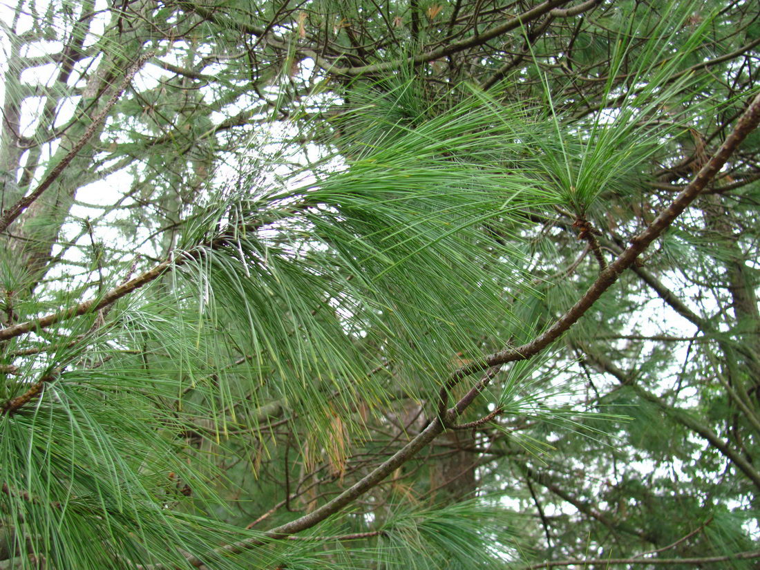 Image of genus Pinus specimen.