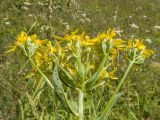 View full-size image Senecio propinquus