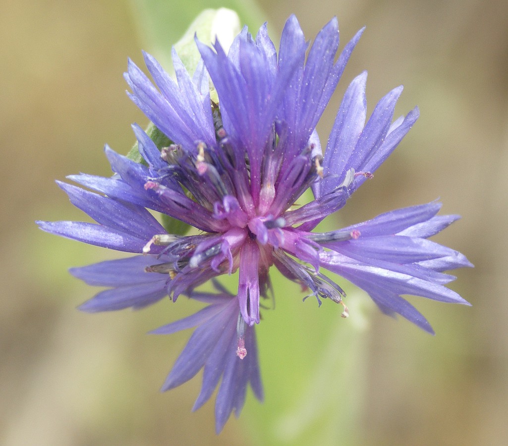 Image of Centaurea cyanoides specimen.