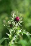 View full-size image Carduus onopordioides