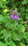 View full-size image Dactylorhiza urvilleana