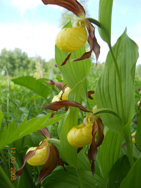 Image of Cypripedium calceolus specimen.