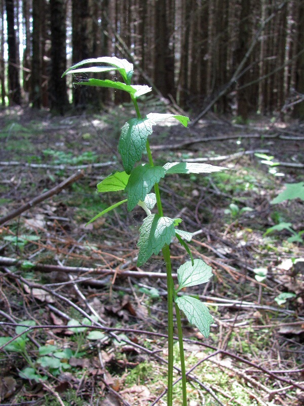 Image of genus Valeriana specimen.