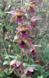 Epipactis helleborine