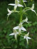 Platanthera bifolia. Нижняя часть соцветия. Украина, Ивано-Франковская обл., Надворнянский р-н, Природный заповедник \"Горганы\", поляна в лиственном лесу. 16 июня 2011 г.