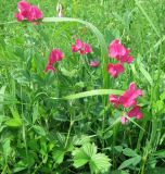 Lathyrus tuberosus. Цветущее растение. Саратовская обл., Аткарский р-н, пойма р. Медведица, заливной луг. Конец июня 2011 г.