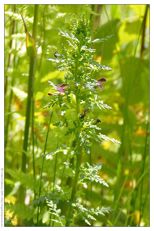 Image of Pedicularis palustris specimen.