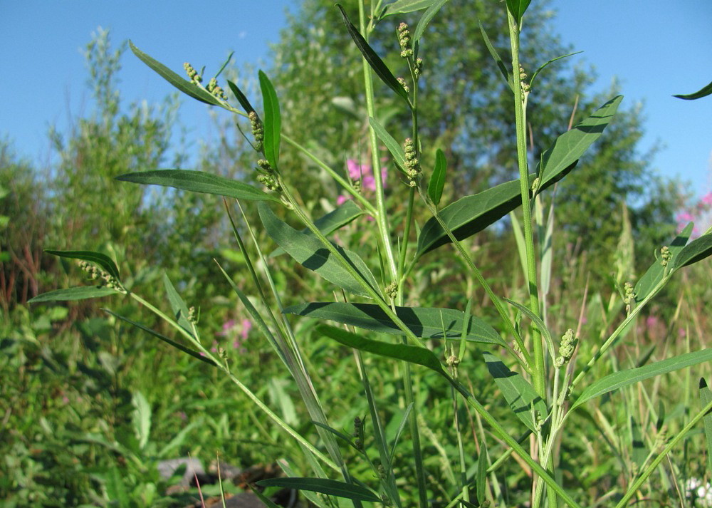 Image of genus Atriplex specimen.