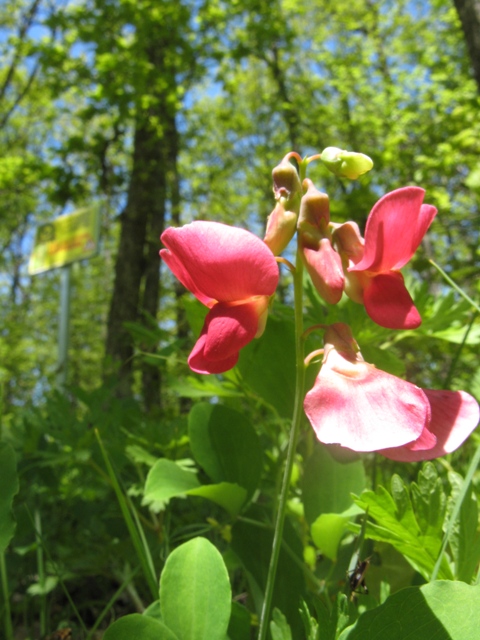 Image of Lathyrus tuberosus specimen.